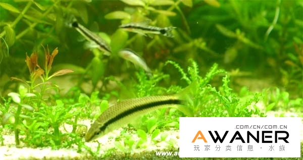 小精靈(耳斑鯰)