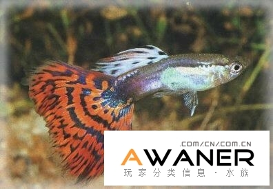紅草尾,孔雀魚