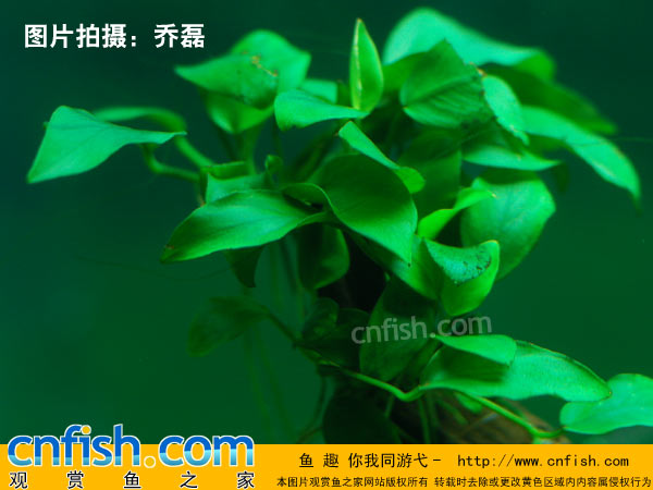 小水榕