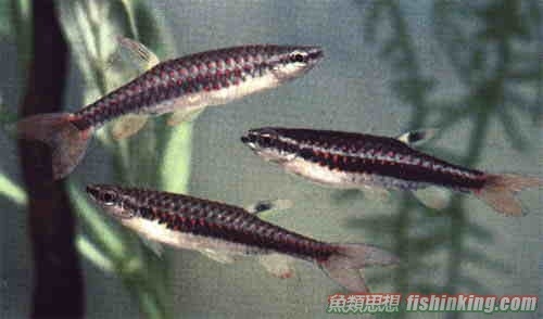 咖啡濺水魚