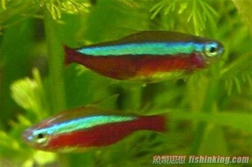 寶蓮燈