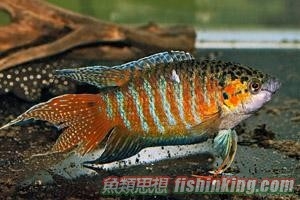 叉尾鬥魚
