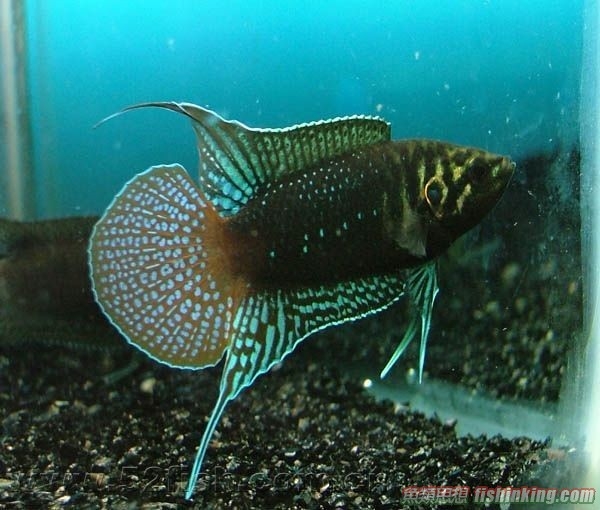 圓尾鬥魚