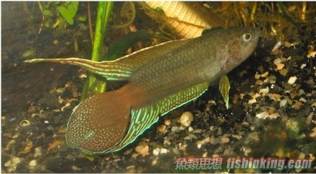 圓尾鬥魚