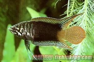圓尾鬥魚