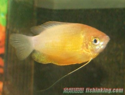 紅麗麗