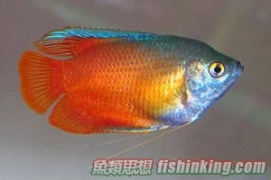 紅麗麗
