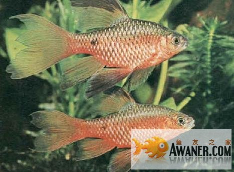 鲤科 玫瑰鲫 香港水族网