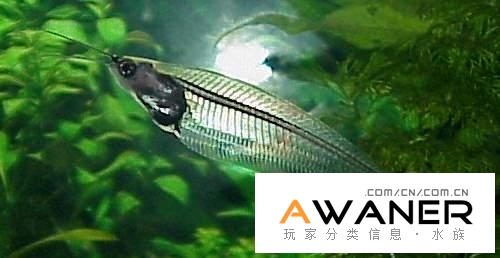 玻璃猫