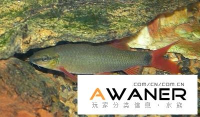 彩虹鯊