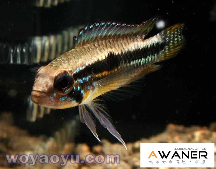 慈鯛科 雙帶短鯛 香港水族網