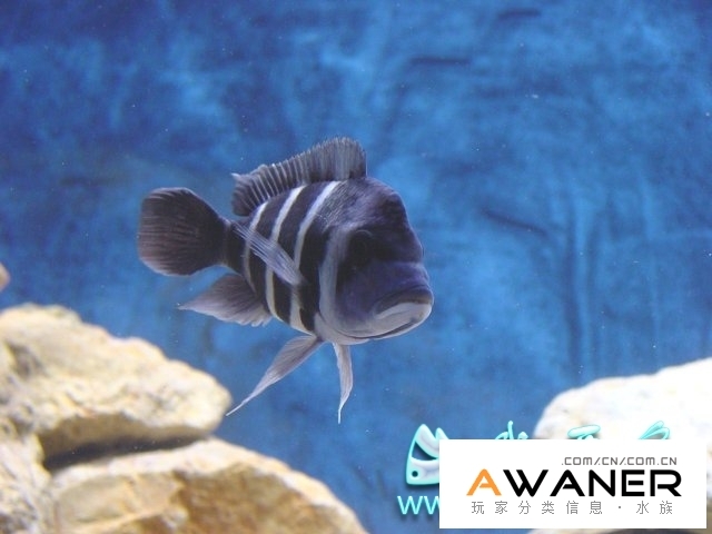 慈鯛科 曼波六間扎伊爾藍 香港水族網