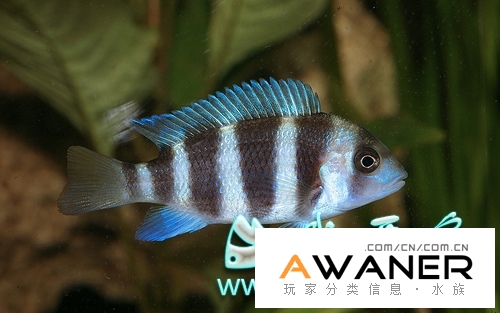 慈鯛科 曼波六間扎伊爾藍 香港水族網