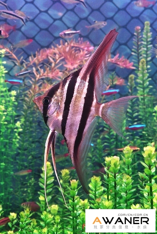 埃及神仙魚