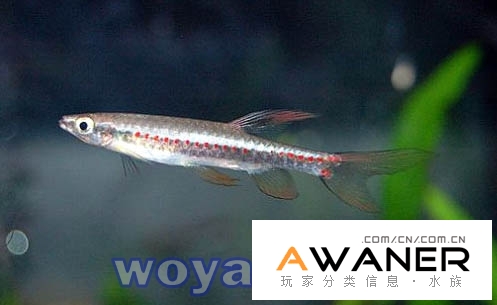 珍珠濺水魚