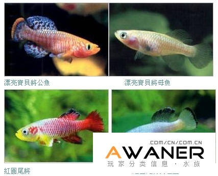 卵生鱂魚概述