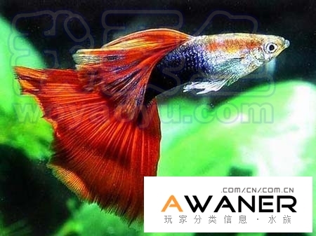 红尾礼服_礼服孔雀鱼