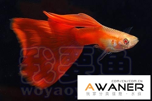 红尾礼服_礼服孔雀鱼