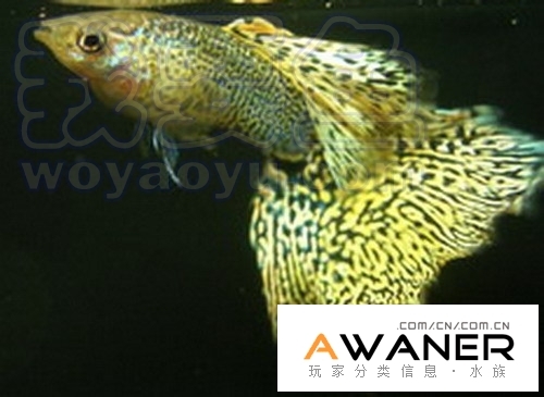 黄礼服_礼服孔雀鱼