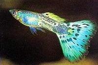 金属蛇王_蛇王孔雀鱼