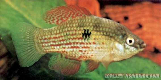 美國旗魚