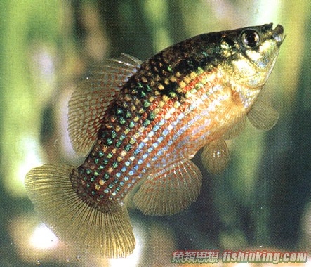 美國旗魚