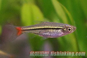  羅蘭黑線燈