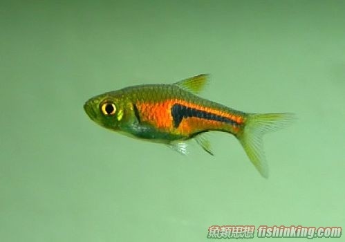 金三角燈