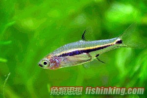 玫瑰小丑燈