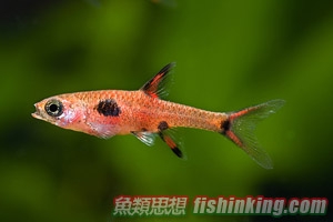 三點小丑燈