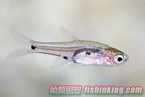  三斑泰波魚