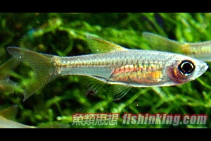  金鱗燈