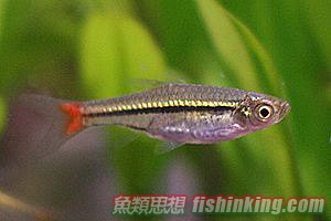 紅尾金線燈