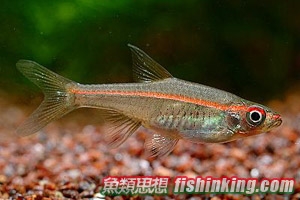 一線長紅燈