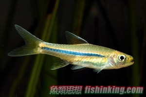  佐佐木氏雀鯛