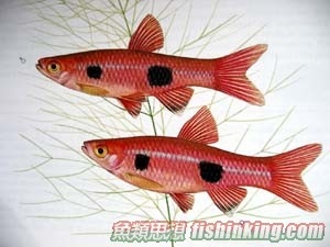 二點鯊