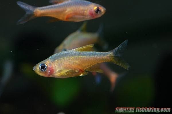 斯里蘭卡火波魚