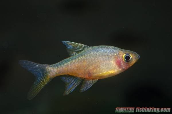 斯里蘭卡火波魚