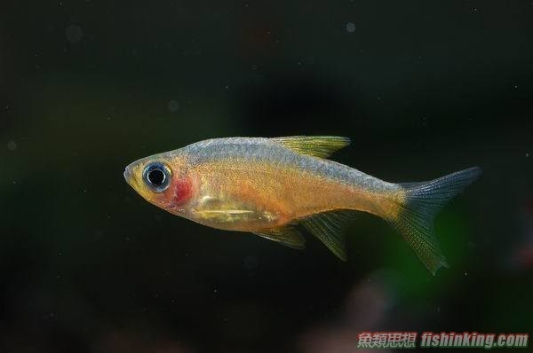 斯里蘭卡火波魚