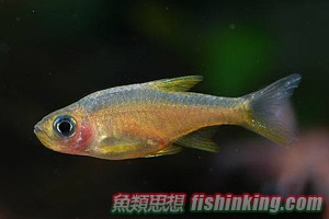 斯里蘭卡火波魚
