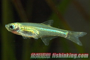  藍色霓虹燈