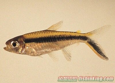 企鵝燈