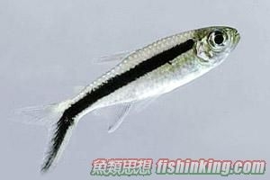 企鵝燈