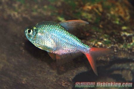 紅尾夢幻旗