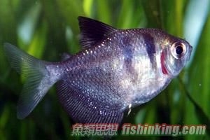 黑裙魚