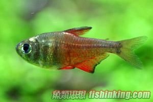 火焰燈