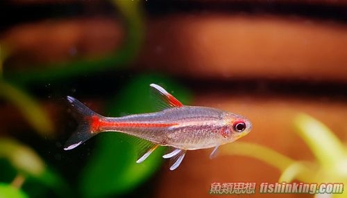 紅管燈