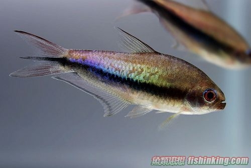 彩虹帝王燈 