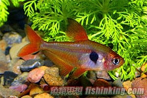 紅衣夢幻旗