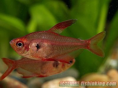 紅衣夢幻旗